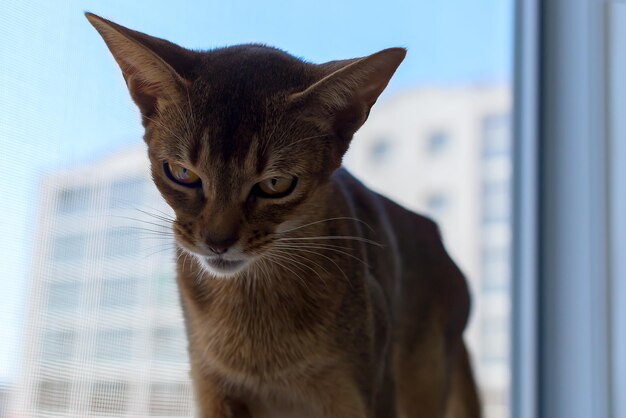 L'Abyssin et le chat rouge se bouchent