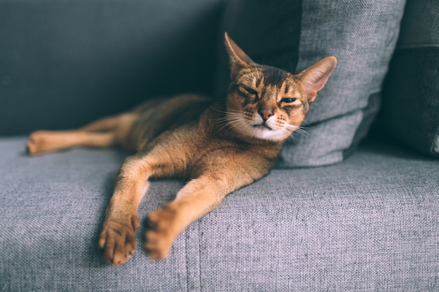 Abyssin relaxant sur le canapé.