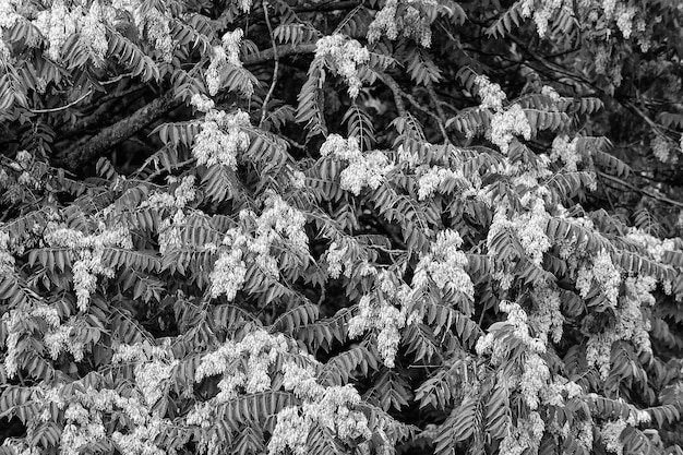 Acacia arbre fleurs fleurs sur feuilles vertes fond printemps fleur floraison printemps printemps nature nouvelle vie fraîcheur croissance