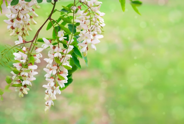 Acacia blanc en fleurs sur un fond d'herbe floue verte Lumière d'été fond floral délicat copie espace