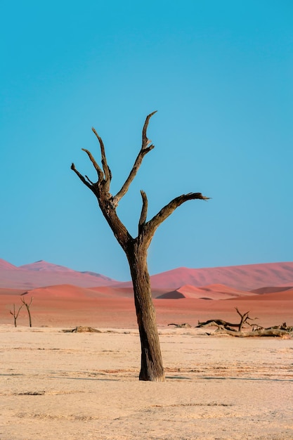 Acacia chameau pétrifié dans la vallée de Deadvlei en Namibie