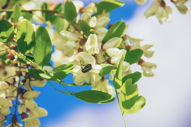 Acacia fleurit. La nature. Mise au point sélective.Faune et flore.