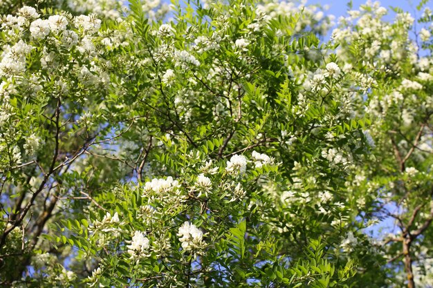 Acacia en fleurs en été à l'extérieur. Fleurs blanches.