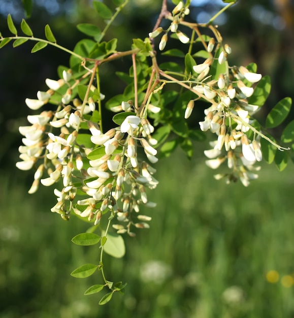 Photo acacia en fleurs en été à l'extérieur. fleurs blanches.