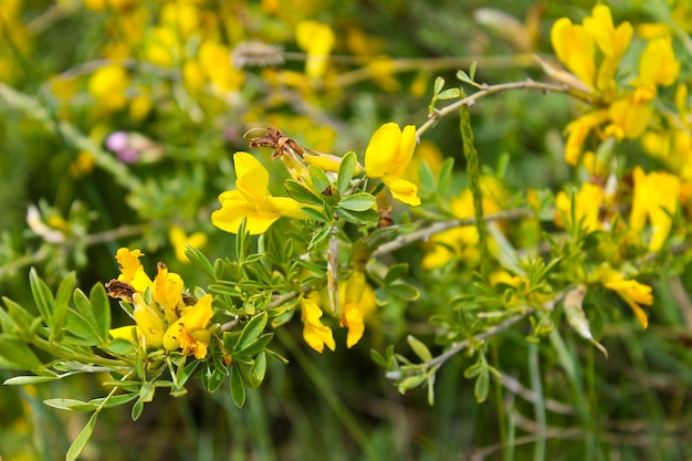 Acacia à fleurs jaunes