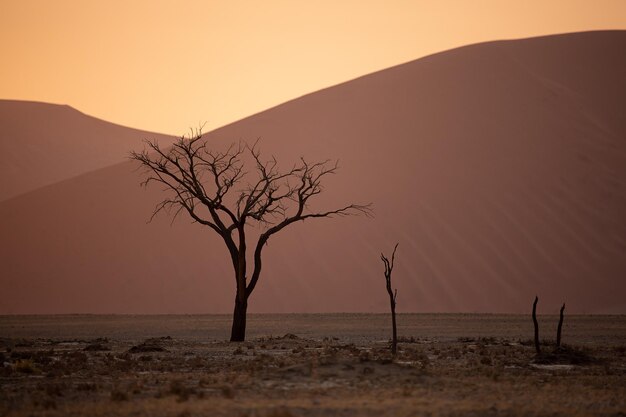 Acacia fossile de chameau Acacia erioloba près de la dune Namibie