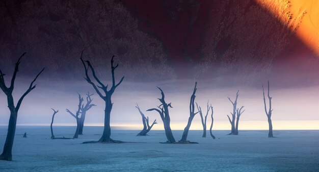 Acacias morts, dunes de sable et rayures de brouillard matinal