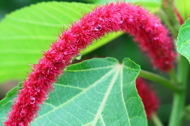 Acalypha hispida communément appelé Shibjhul au Bangladesh