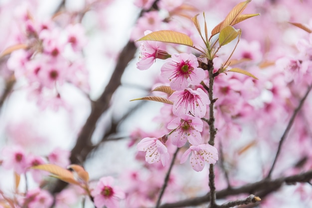 accent mis sur le gros plan de fleurs de cerisier en pleine floraison