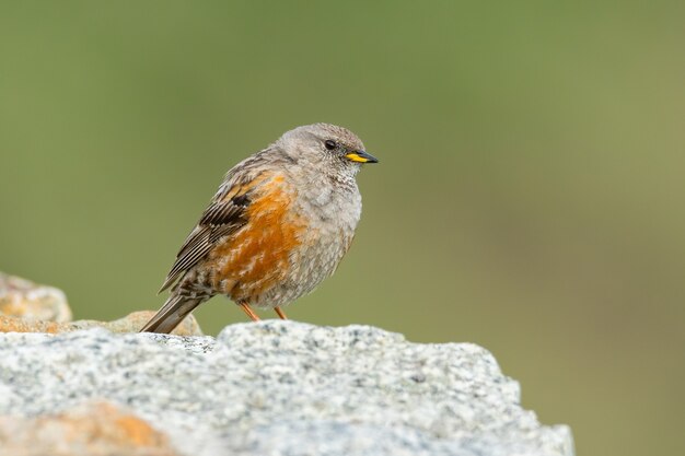 Accentor alpin assis sur un rocher dans les montagnes