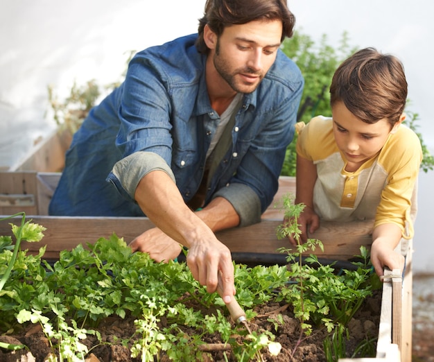 Accorder une attention particulière à chaque plante Photo d'un père et de son fils s'occupant des plantes de leur jardin d'herbes aromatiques