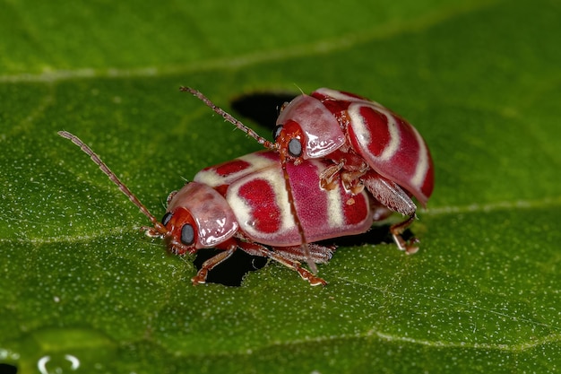 Accouplement d'altises adultes de la tribu Alticini