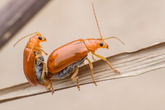Accouplement du scarabée du concombre ou de la cucurbitacées sur une feuille séchée