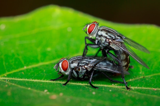 Accouplement de mouches sur une feuille verte