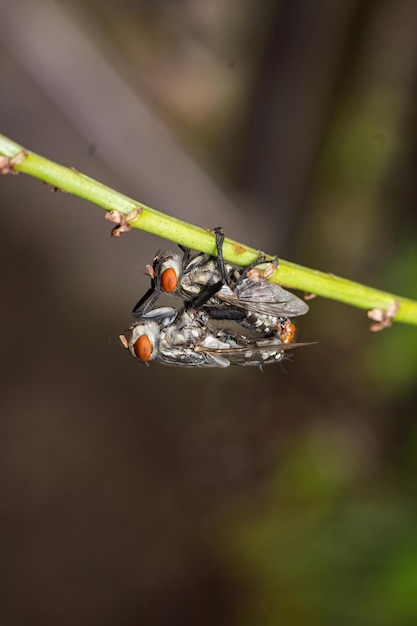 accouplement mouches gros plan macrophotographie photo premium