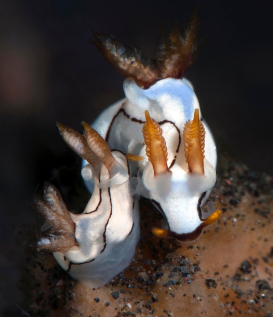 Accouplement de nudibranches (limaces de mer) - Trapania caerulea. Tulamben, Bali, Indonésie.