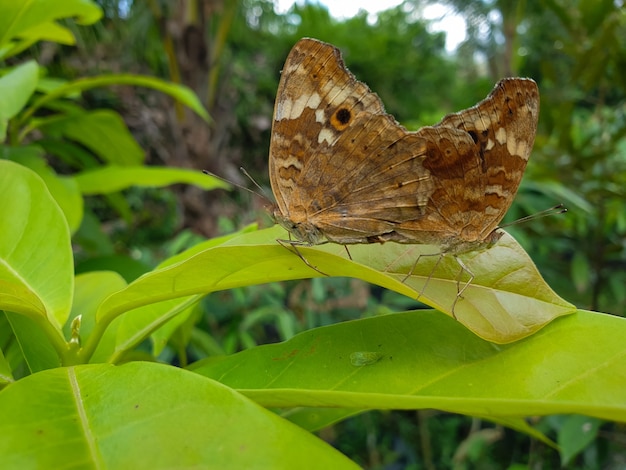 accouplement de papillons sur une feuille verte