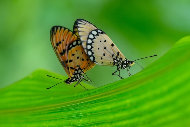 L'accouplement des papillons