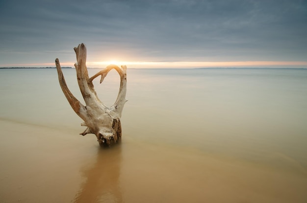 Photo accroc sur le rivage. belle et conceptuelle composition de la nature.
