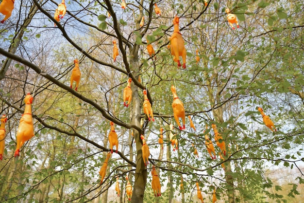 Accrocher un faux poulet aux arbres pour un quiz