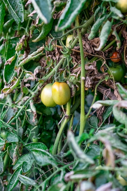 Accrocher des tomates crues à l'intérieur du jardin gros plan