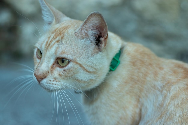 Accueil beau chat de compagnie avec un collier regarde sur le côté Portrait d'un chat Concept de soins pour animaux de compagnie