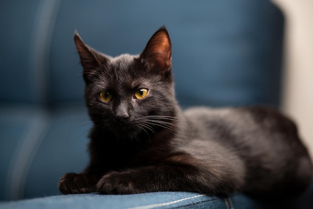 Accueil beau chaton sérieux aux yeux jaunes se trouve et joue sur le canapé bleu