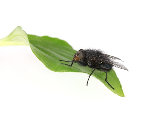 Accueil-mouche sur feuille verte isolée sur blanc