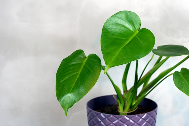 Accueil plante feuilles de palmier tropical dans un pot