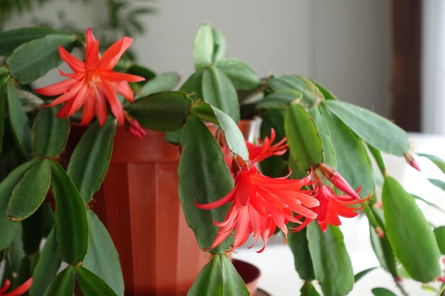 Accueil en pot Cultiver Schlumbergera Fuchsia plantes ornementales d'intérieurfleur de noëlrougefleuri Schlumbergera Fuchsia