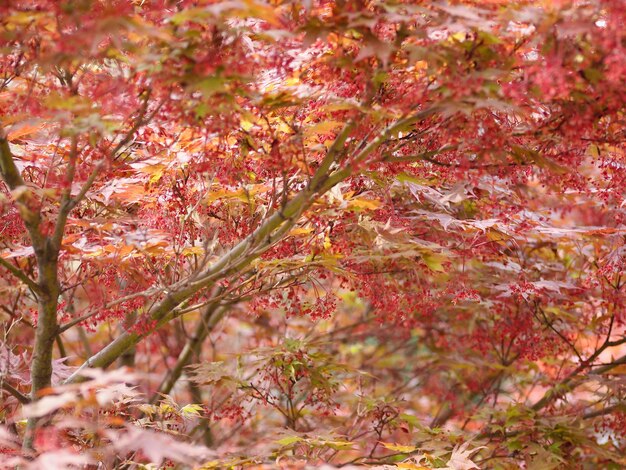 Acer érable rouge