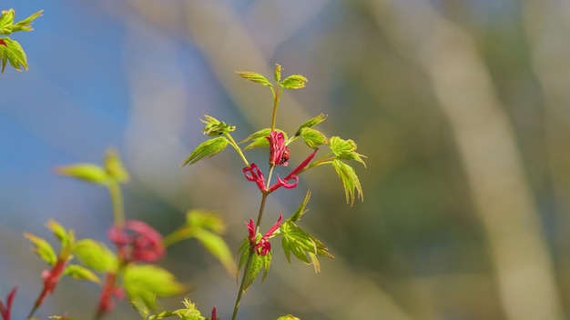 Acer palmatum, arbre à feuilles caduques à sept taches