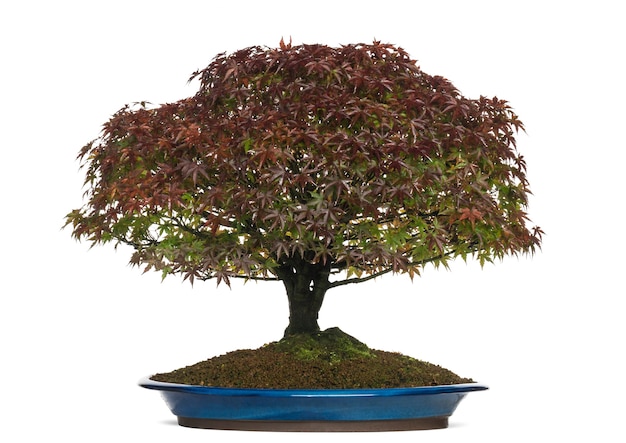 Acer palmatum Kiyohime bonsaï, isolé sur blanc