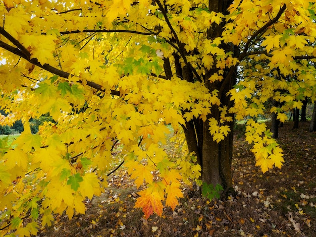 Acer Soccharinum Arbre en automne