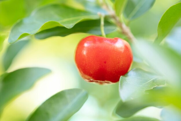 Acérola de thaïlande sur trois. Sélectionnez la mise au point, cerise de la Barbade, Malpighia emarginata, riche en vitamines . Fruit d'acérola.