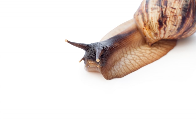 Achatina reticulata avec la tête sombre