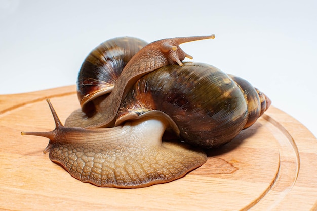 Photo achatinsky escargots escargots manger laitue légumes escargots laitue achatina