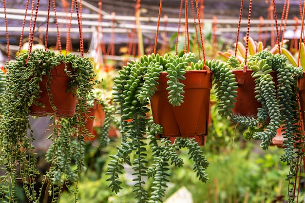 Achetez des plantes d'intérieur et des fleurs en pot. Jardinage.