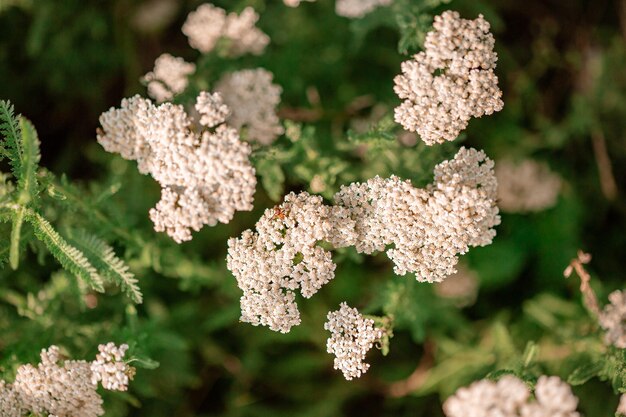 Achillea millefolium commune Achillea millefolium fleurs blanches mise au point sélective herbe sauvage médicinale Achillée millefeuille