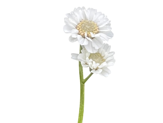 Achillea ptarmica ou sneezewort est utilisé en phytothérapie pour soulager les maux de dents ou les ulcères