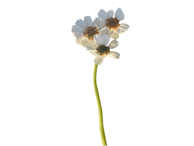 Achillea ptarmica ou sneezewort est utilisé en phytothérapie pour soulager les maux de dents ou les ulcères