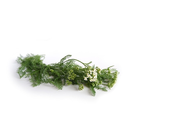 Achillée plante médicinale avec feuilles, fleurs blanches, bourgeons sur fond blanc. Plante de terrain utile.