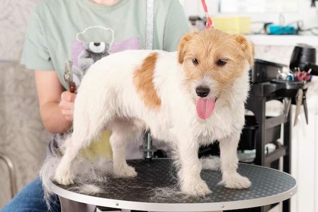 Ack Russell terrier pendant la coupe sur la table de toilettage