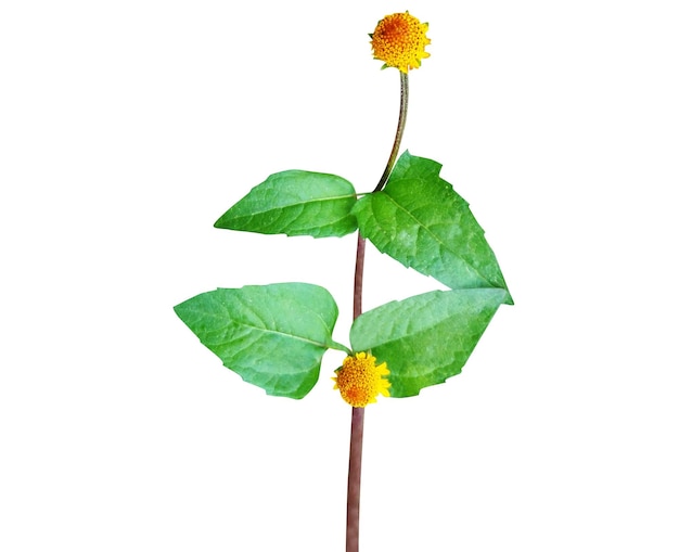 Acmella oleracea est utilisée comme légumes-feuilles et remède populaire également utilisé comme arôme dans le tabac à chiquer