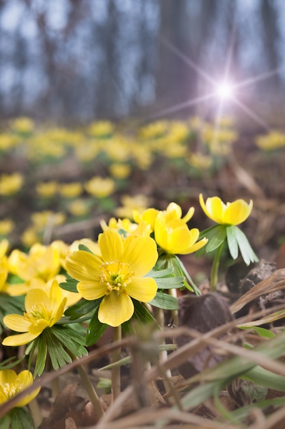 Aconites jaunes dans la forêt de printemps