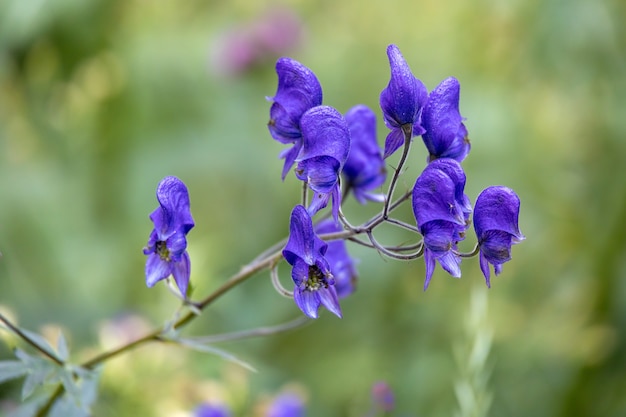 Acontium ou Wolfsbane ou moines Hood (Aconitum napellus) poussant à l'état sauvage dans le Parc Naturel de Paneveggio Pale di San Martino à Tonadico, Trentin, Italie