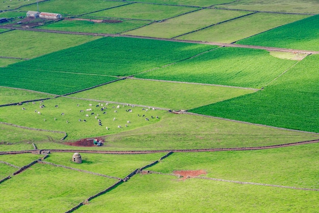 Açores. Paysage typique des Açores avec de vertes prairies et des murs en pierre.