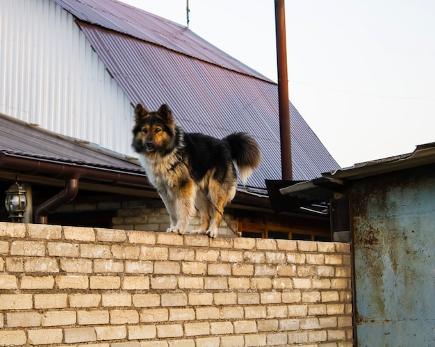 L'acrobate de chien se tient sur une barrière de brique Le chien regarde les passants d'un haut