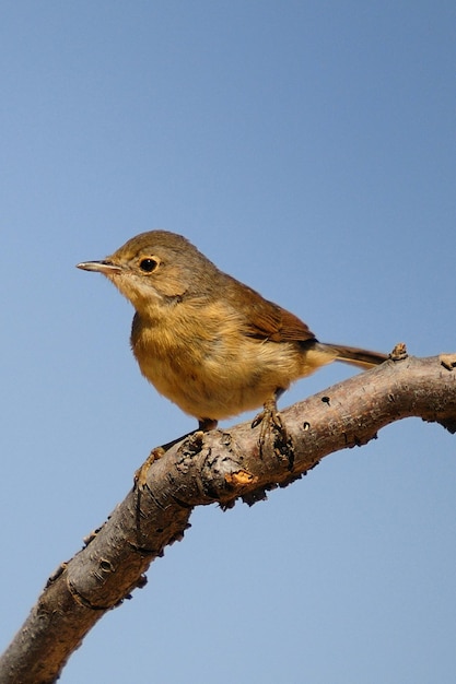 Acrocephalus scirpaceus le carrisier commun ave famille acrocephalidae