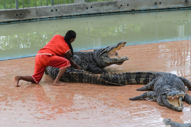 Acteur thaïlandais présentant le talent du crocodile joué au zoo